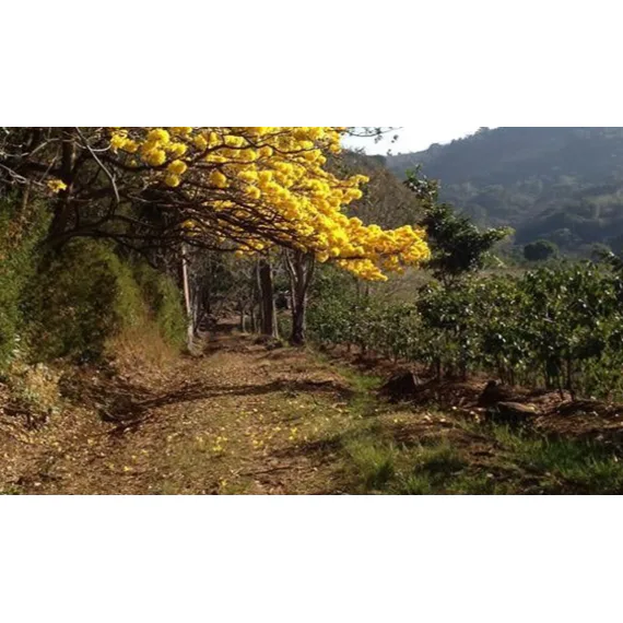 Hacienda Sonora, 1000g